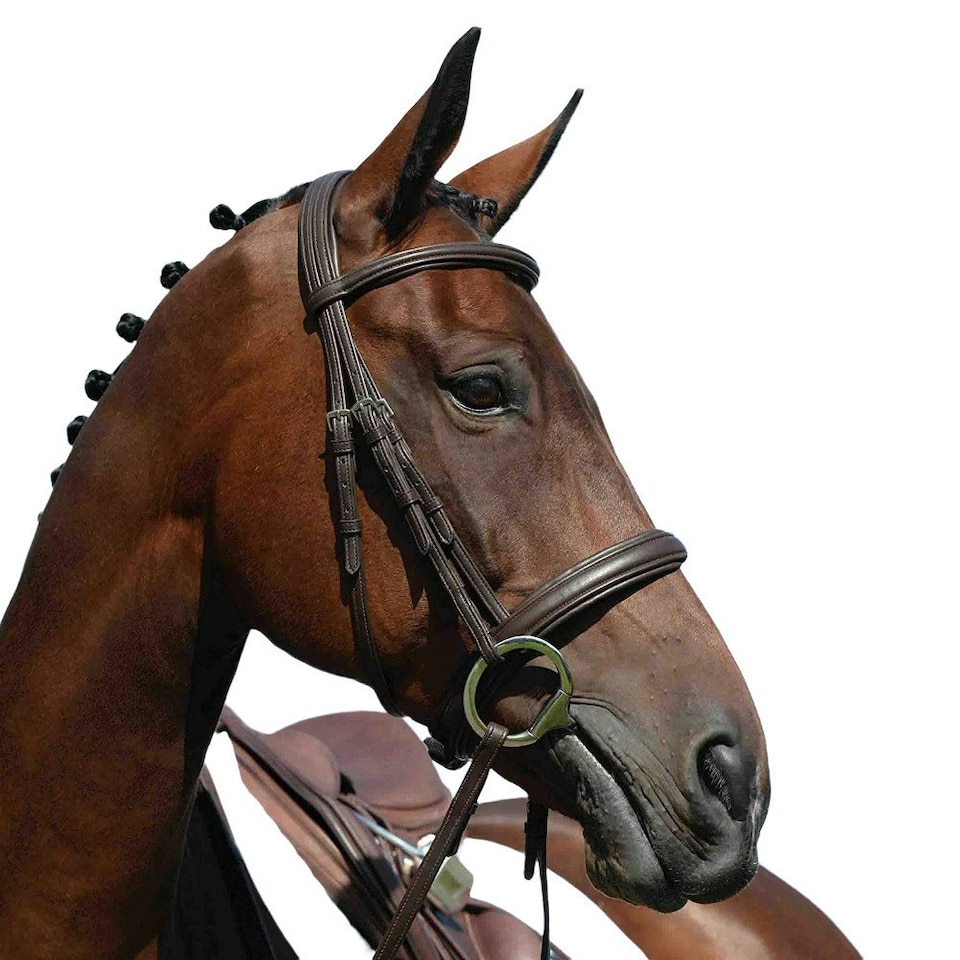 Collegiate Syntovia+ Padded Raised Cavesson Bridle - Brown - Warmblood