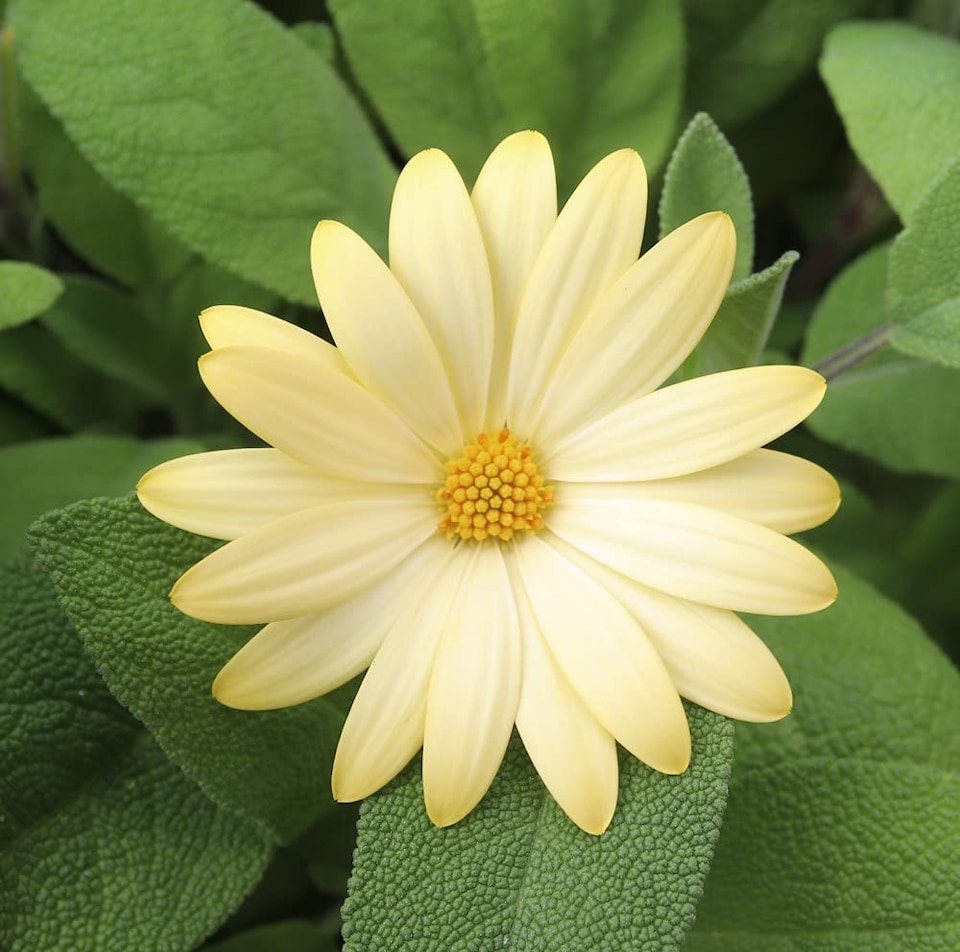 Osteospermum Erato Basket Yellow 5 Plug Plants