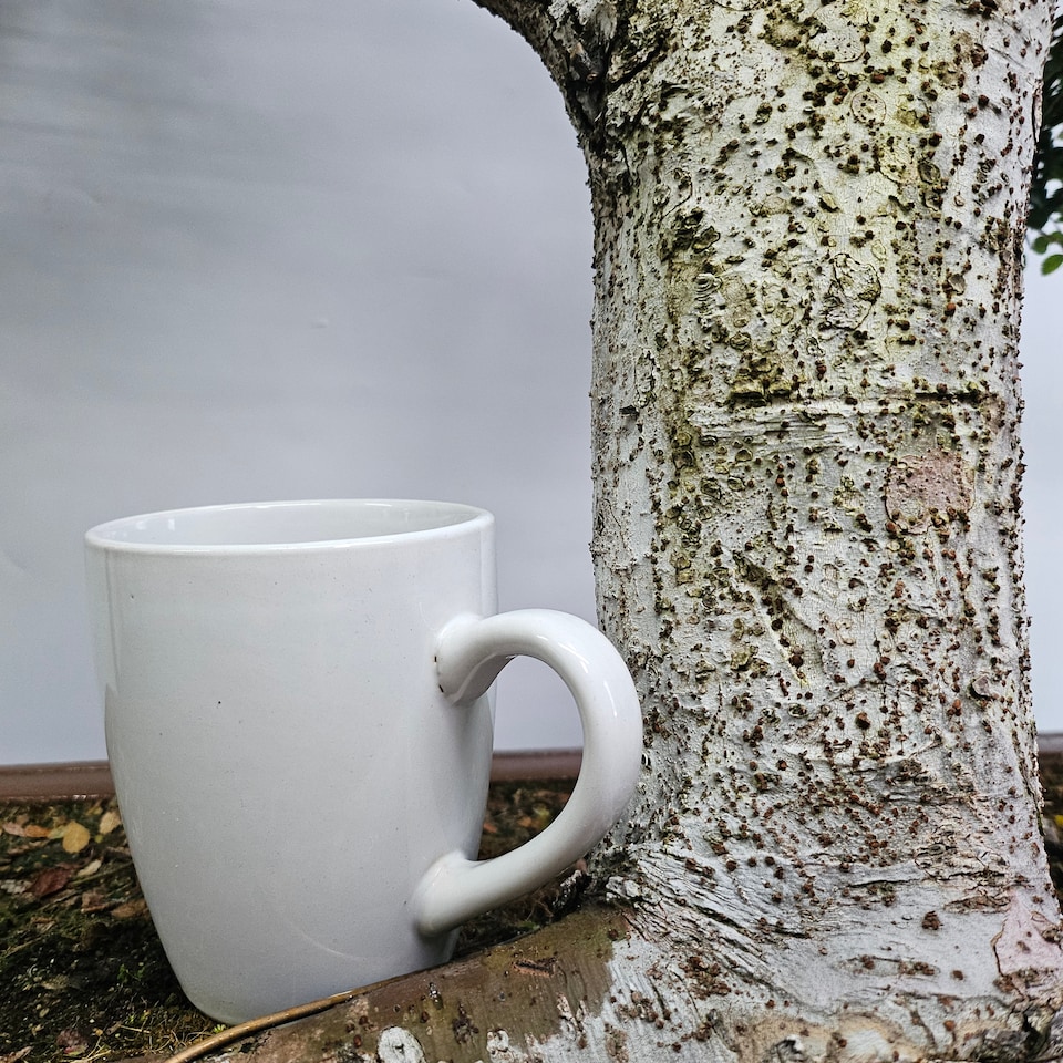 image 1 of Yorkshire Bonsai Large Chinese Elm (Ulmus Parvifolia) Bonsai Tree Shaped Style Height