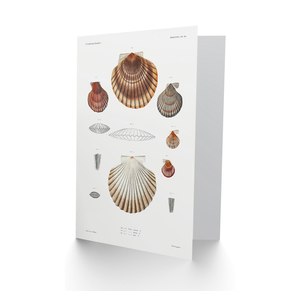 image 1 of Augustus A Gould Art Card Clam Shell Varieties Illustration