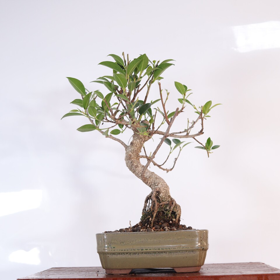 image 1 of Yorkshire Bonsai Ficus Microcarpa (Banyan Fig) Indoor Bonsai Tree Shaped In 16cm Pot