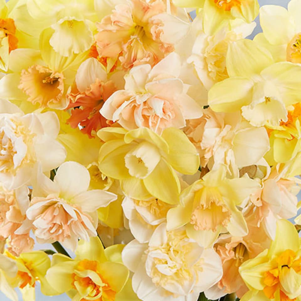 image 1 of YouGarden Narcissus 'Citrus Sorbet' Mix, 25 Bulbs, Ready for Autumn Planting and Spring Flowering
