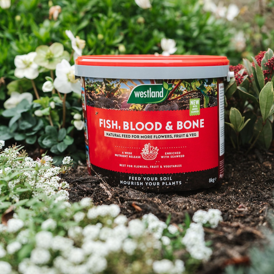 image 1 of Westland Fish, Blood & Bone All-Purpose Plant Food NPK 3-9-3 4kg