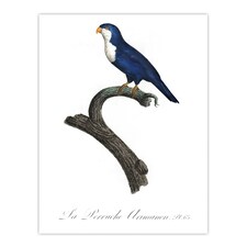 The Arimanon Parakeet Parrot Levaillant Huge Wall Art Poster Print 24X32"