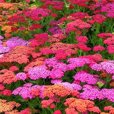 Achillea Summer Berries Seeds Hardy Perennial Colourful Ornamental Garden Patio Balcony Attracts Bees & Butterflies (1x Packet)