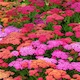 image 1 of Achillea Summer Berries Seeds Hardy Perennial Colourful Ornamental Garden Patio Balcony Attracts Bees & Butterflies (1x Packet)