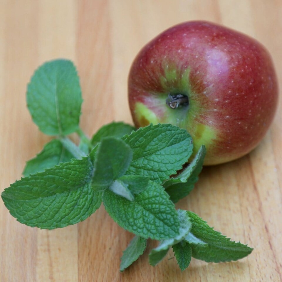 Apple Mint Herb Plant Mentha Suaveolens 9cm Pot | Green | Green | 9cm Pot | 1