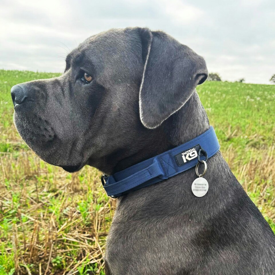 image 1 of HugglePets Tactical K9 Endurance Dog Collar Black | S