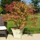 image 1 of Primrose Terracotta Flared Square Tuscan Planter in Light Pistachio 44cm