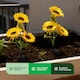 image 3 of Gardenwize Sunflower Solar Stake Lights with 3 Sunflower Heads