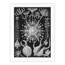 Phaeodaria Marine Life Haeckel Botanical Huge Wall Art Print 18X24 In