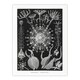 image 1 of Phaeodaria Marine Life Haeckel Botanical Huge Wall Art Print 18X24 In