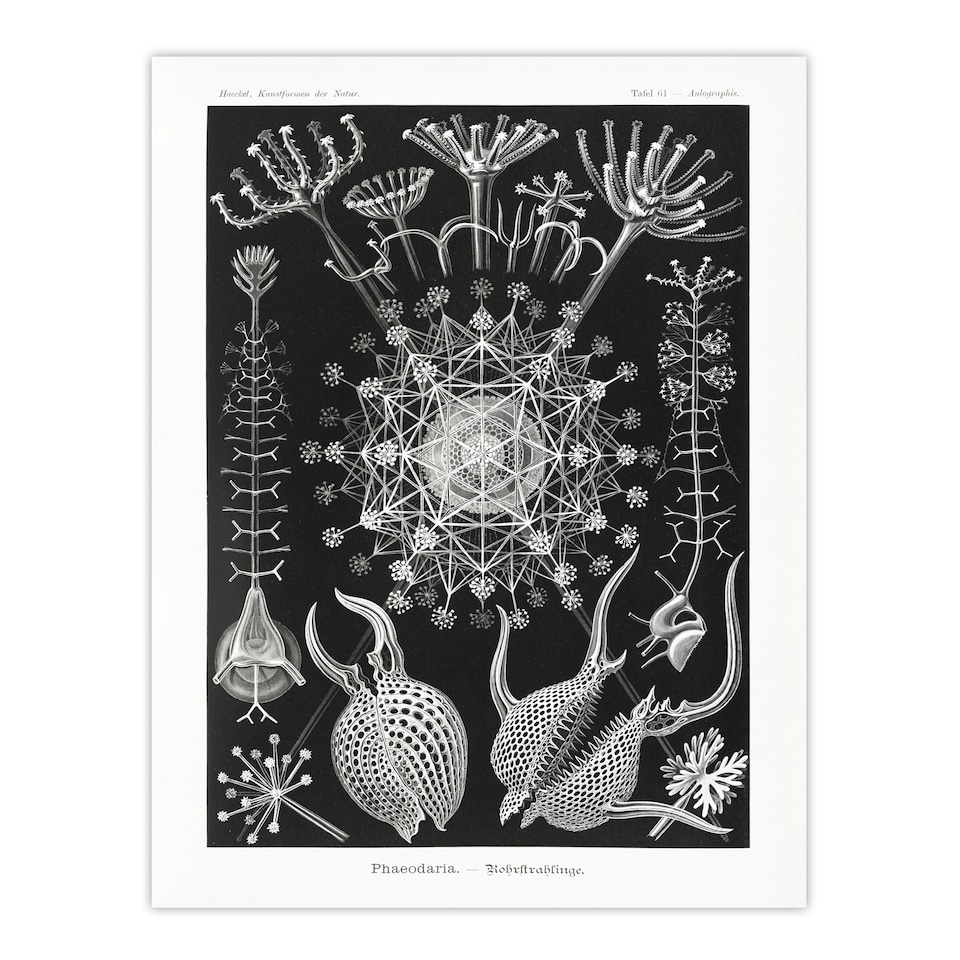 image 1 of Phaeodaria Marine Life Haeckel Botanical Huge Wall Art Print 18X24 In