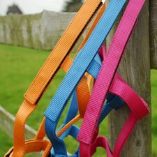 Rhinegold Field Safe Headcollar Green | Size: X-Full
Colour: Turquoise