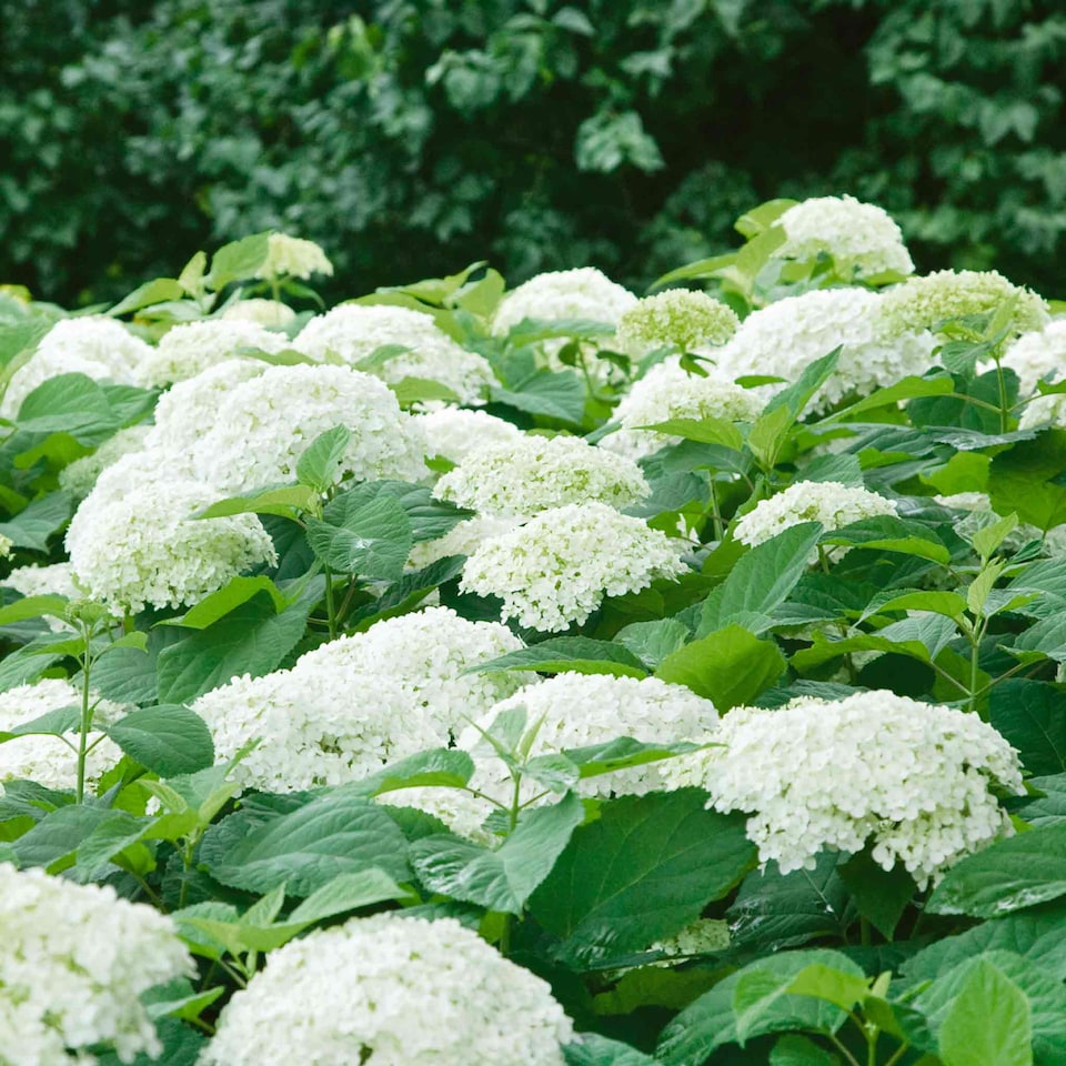image 1 of Marshalls Garden Hydrangea 'Annabelle' (Hydrangea arborescens) 9cm