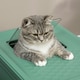 image 9 of PawHut Hooded Cat Litter Box, Pet Toilet w/ Scoop, Tray - Green