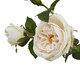 image 2 of Hill Interiors The Natural Garden Collection Charity Rose Artificial Flower - Pale Blush - One Size