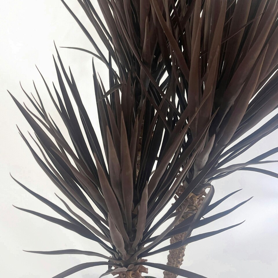 image 1 of Artificial Yukka Tree Plant Spiky UV Resistant Outdoor Tree Triple Dark Red and Brown Botanik Brown | One Size