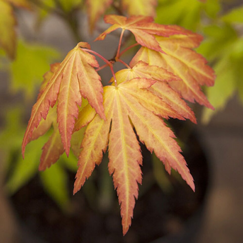 image 1 of Japanese Maple Acer palmatum 'Orange Dream' in a 3L Pot - Outdoor Garden Ready Trees for Oriental Style Gardens