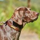 image 2 of Weatherbeeta Padded Leather Dog Collar - Brown - XS