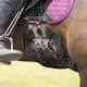 image 5 of LeMieux Integrated Dressage Girth Black | 65cm