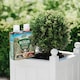image 4 of Westland Buxus Feed & Protect 2 in 1 - 2 x 500ml | Clear | 1 x Duo Pack | 2