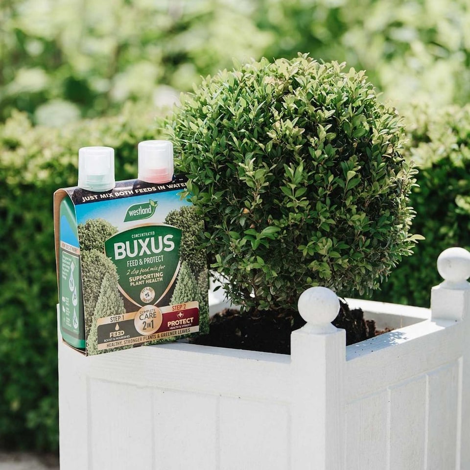 image 1 of Westland Buxus Feed & Protect 2 in 1 - 2 x 500ml | Clear | 1 x Duo Pack | 2