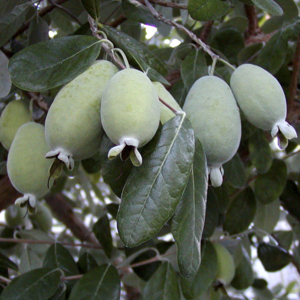 image 1 of YouGarden Pineapple Guava, Acca Selloweana, Established Fruit Tree in 3 Litre Pot, Grow Your Own Edible Fruit