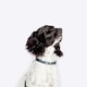 image 4 of FatFace Marching Dogs Collar Medium 2cm (100% Polyester)&nbsp;&nbsp;