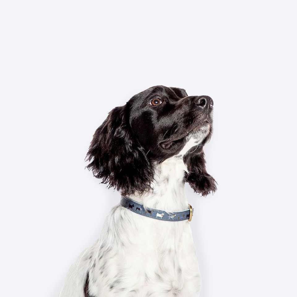 image 1 of FatFace Marching Dogs Collar Medium 2cm (100% Polyester)&nbsp;&nbsp;