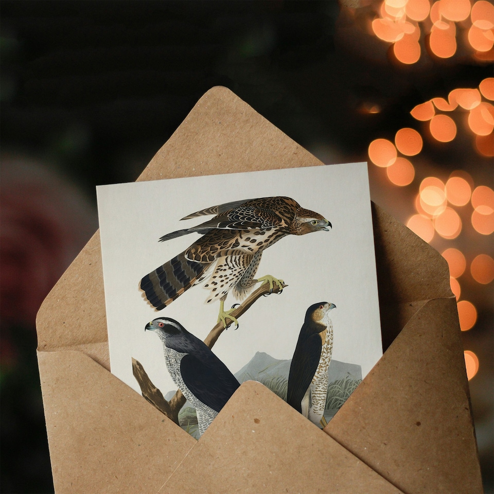 image 1 of John James Audubon Art Card Goshawk and Stanley Hawk