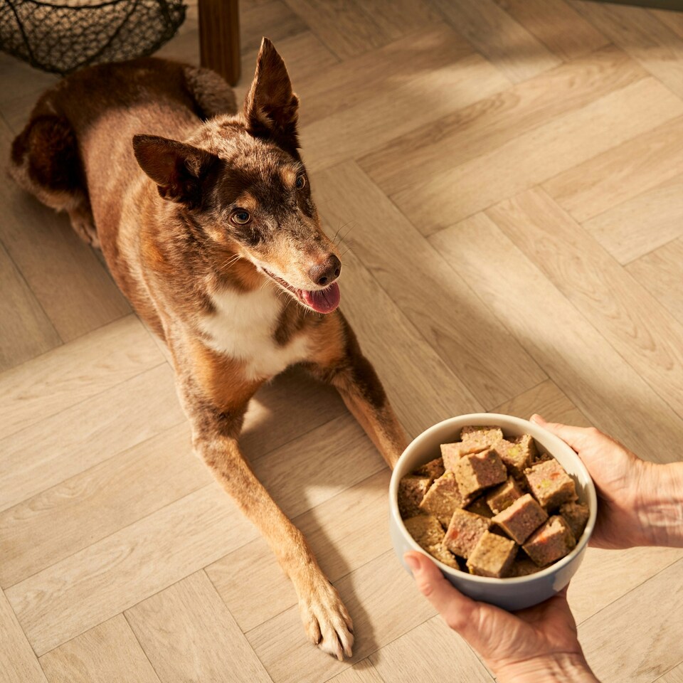 image 1 of Senior Turkey & Butternut Squash Wet Dog Food (18x395g)