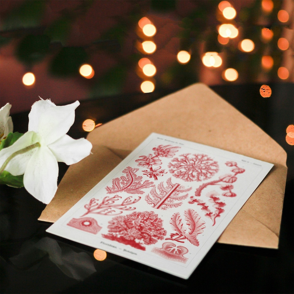 image 1 of Ernst Haeckel Art Card Florideophyceae Red Algae