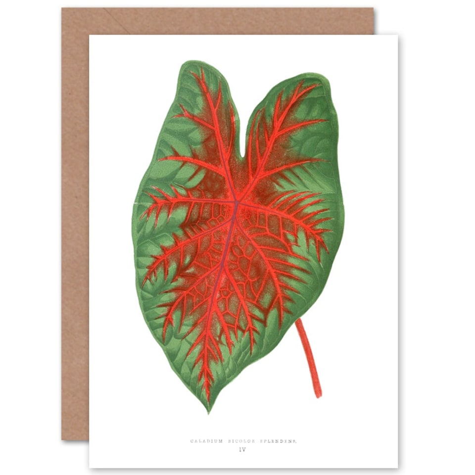 image 1 of Leaf Caladium Bicolor Spendens Art Blank Just to Say Card