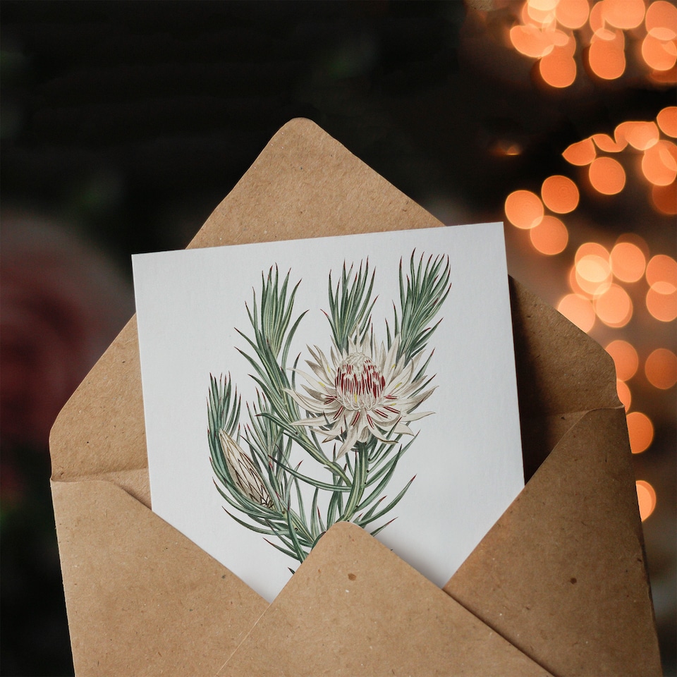 image 1 of Francis Sansom Dagger Leaf Sugarbush Flower Bloom Art Greeting Card