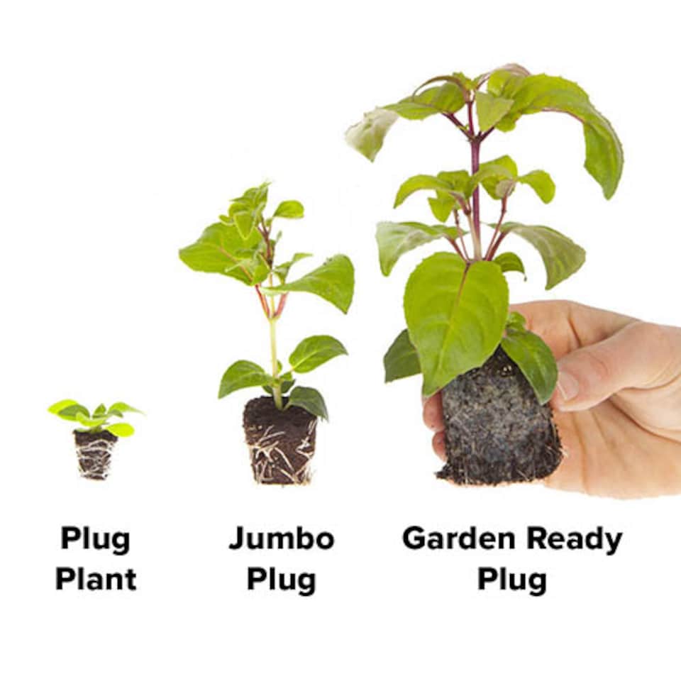 image 1 of Wallflower 'Sugar Rush' Garden Ready Plants x30