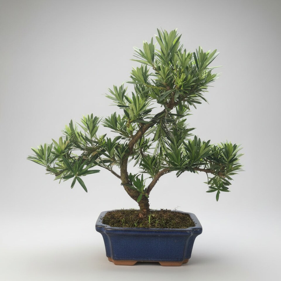 image 1 of Yorkshire Bonsai Buddhist Pine (Podocarpus Micro) Bonsai Tree Shaped In 20cm Pot