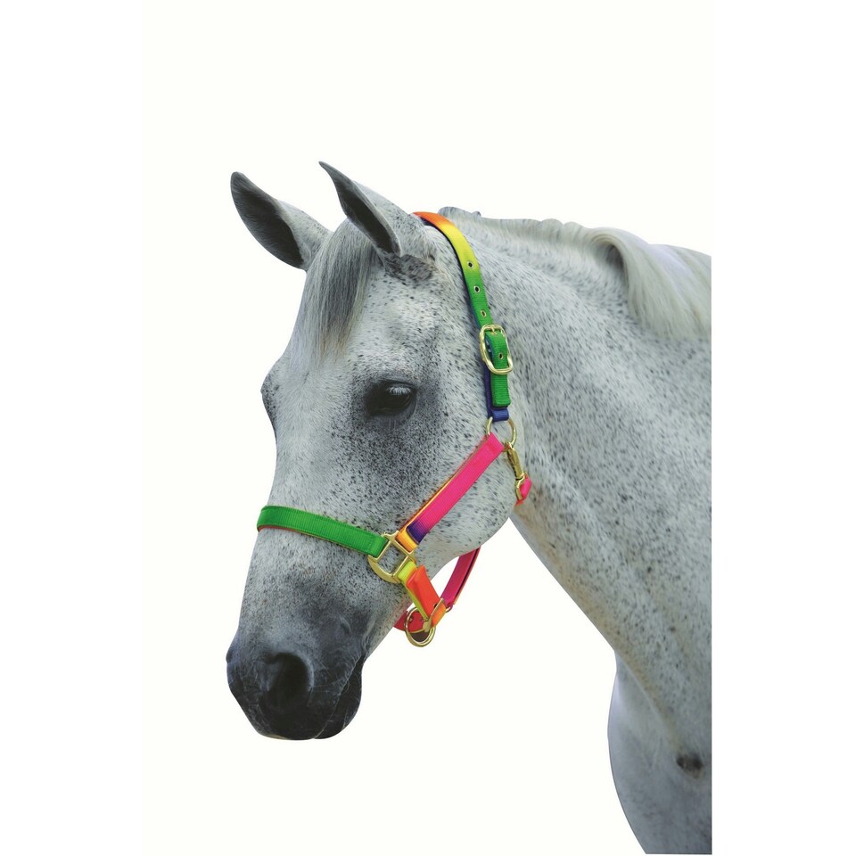 image 1 of Roma Rainbow Headcollar - Rainbow - Pony