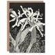 image 1 of Theo van Hoytema Art Card Orchids Black and White Floral