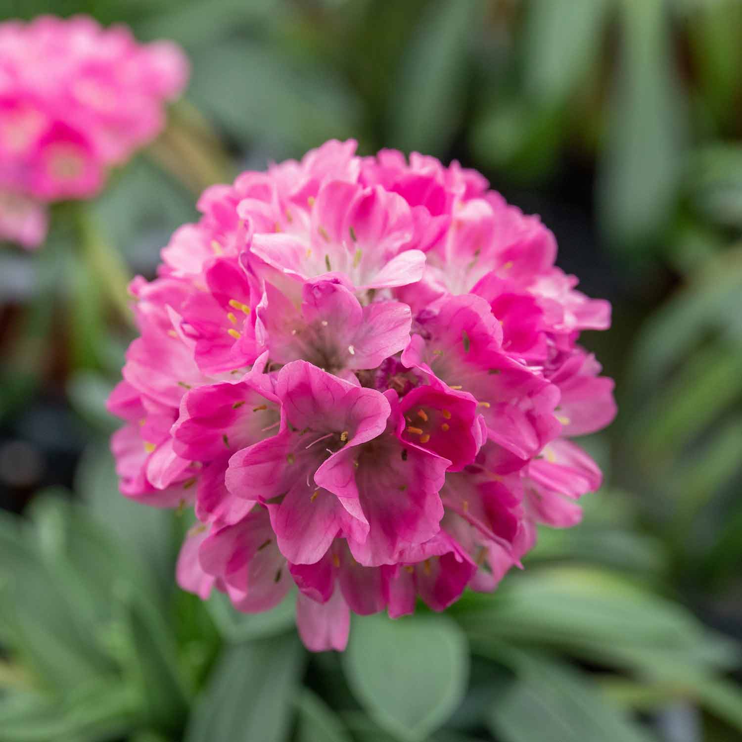 Marshalls Garden Armeria 'Dreameria Daydream' 2L Pink Perennial