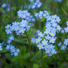 Thompson & Morgan Water Forget-Me-Not (Myosotis Scorpioides) Sky-Blue Flowers Hardy Perennial 9cm Pot