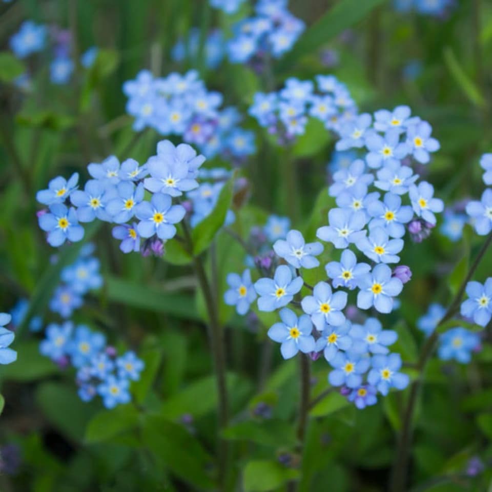 Thompson & Morgan Water Forget-Me-Not (Myosotis Scorpioides) Sky-Blue Flowers Hardy Perennial 9cm Pot