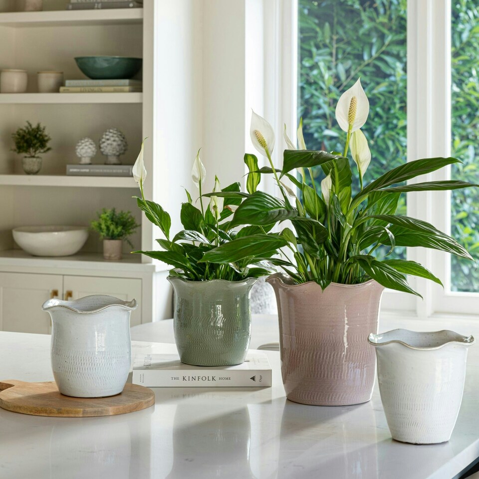 image 1 of Camellia Scalloped Edge Planter White