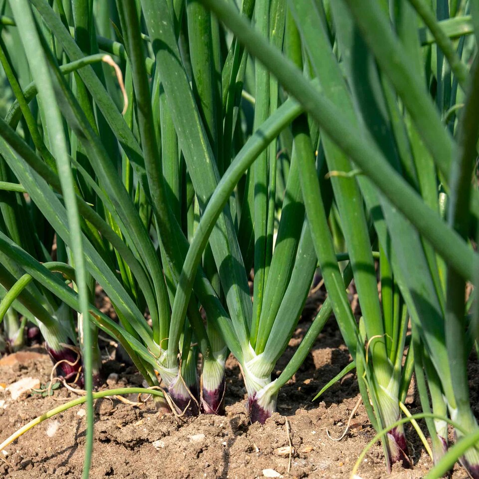 image 1 of Marshalls Garden Spring Red Onion Seeds 'Lilia' 500 seeds
