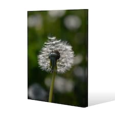 fluffy flower (Canvas Print) 61 x 41 x 4cm