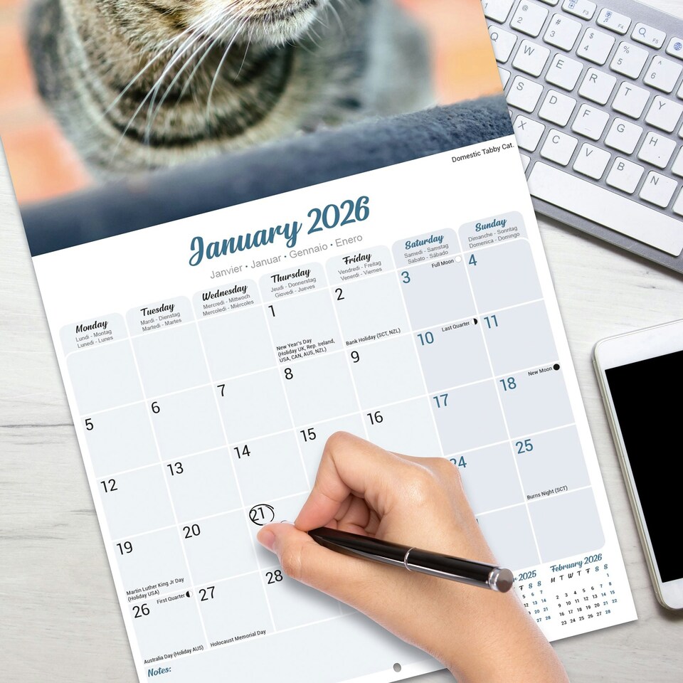 image 1 of Cats 2026 Calendar | Square Wall Calendar | Cat Gift | Plastic Free Packaging | by Avonside Publishing