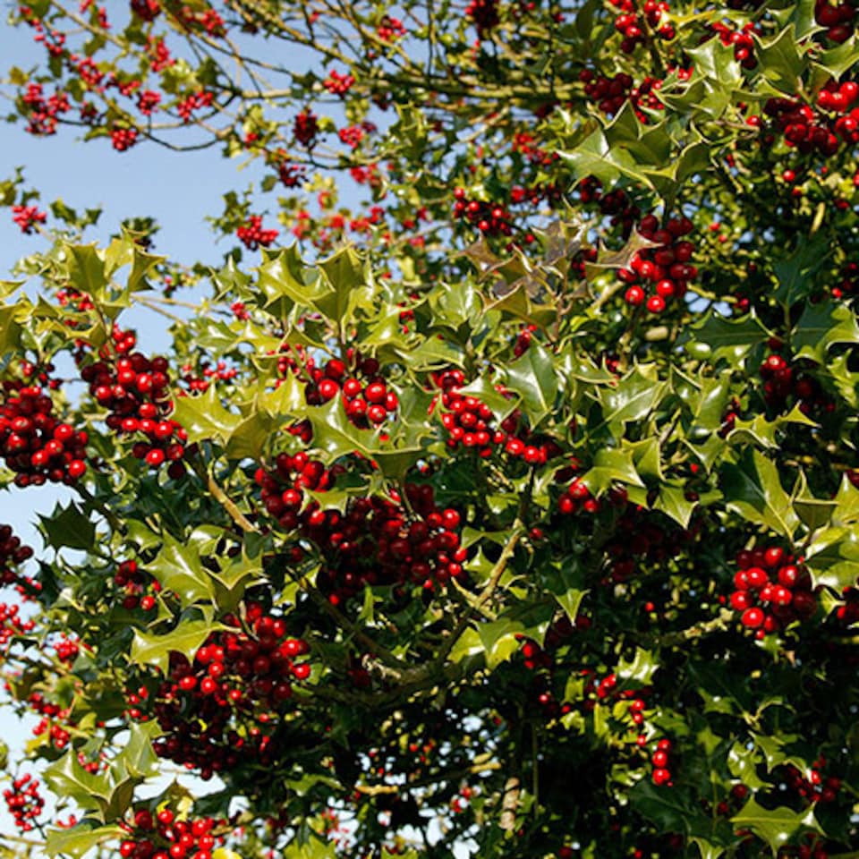 image 1 of YouGarden English Holly Hedge, Established Plant in 9cm Pot, 20-40cm Tall Tree or Hedge, Attracts Wildlife and Birds
