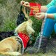image 5 of COYA Adult Dog Treats - Turkey