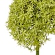 image 2 of Giant Allium (Single Stem Flower) - Plastic - L21 x W21 x H90 cm - Green