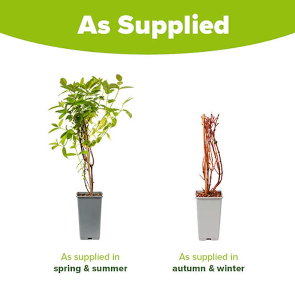 image 1 of Honeyberry 'Altaj' plant in a 2L pot - Lonicera kamschatiana Plant Edible Fruit Plants for Gardens - Grow Your Own Fruit at Home